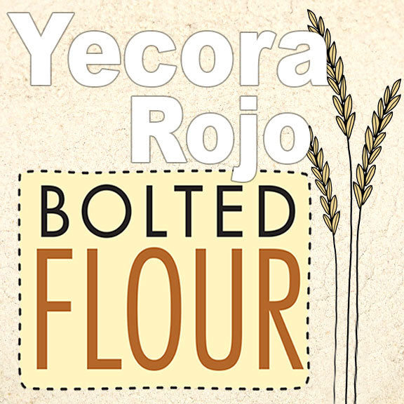 Bolted Yecora Rojo Flour